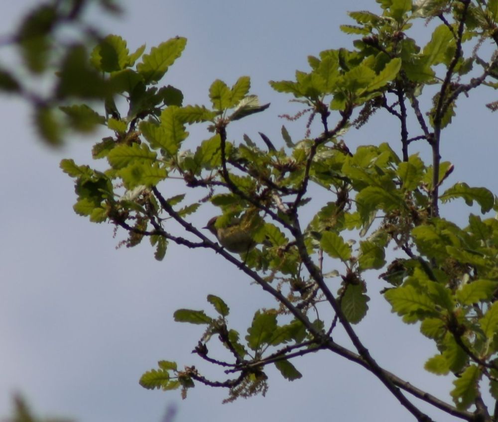 Poecile palustris?  S, ma...in compagnia